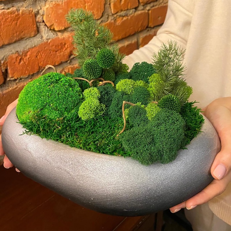 Artificial Green Moss Plants D - đánh giá và giá Sphagnum Moss Dry